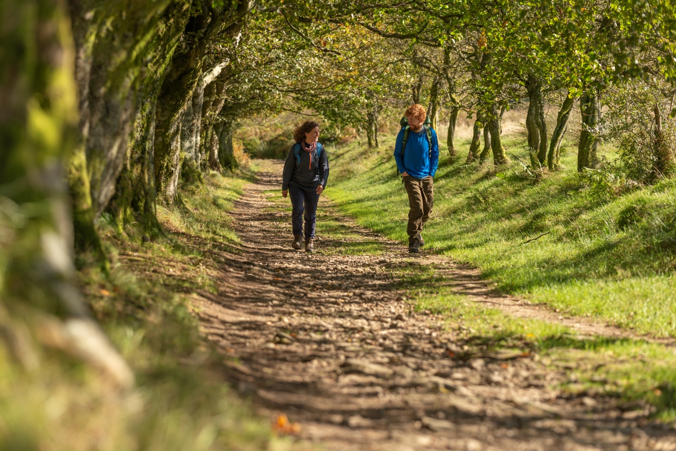 S1 trees walkers