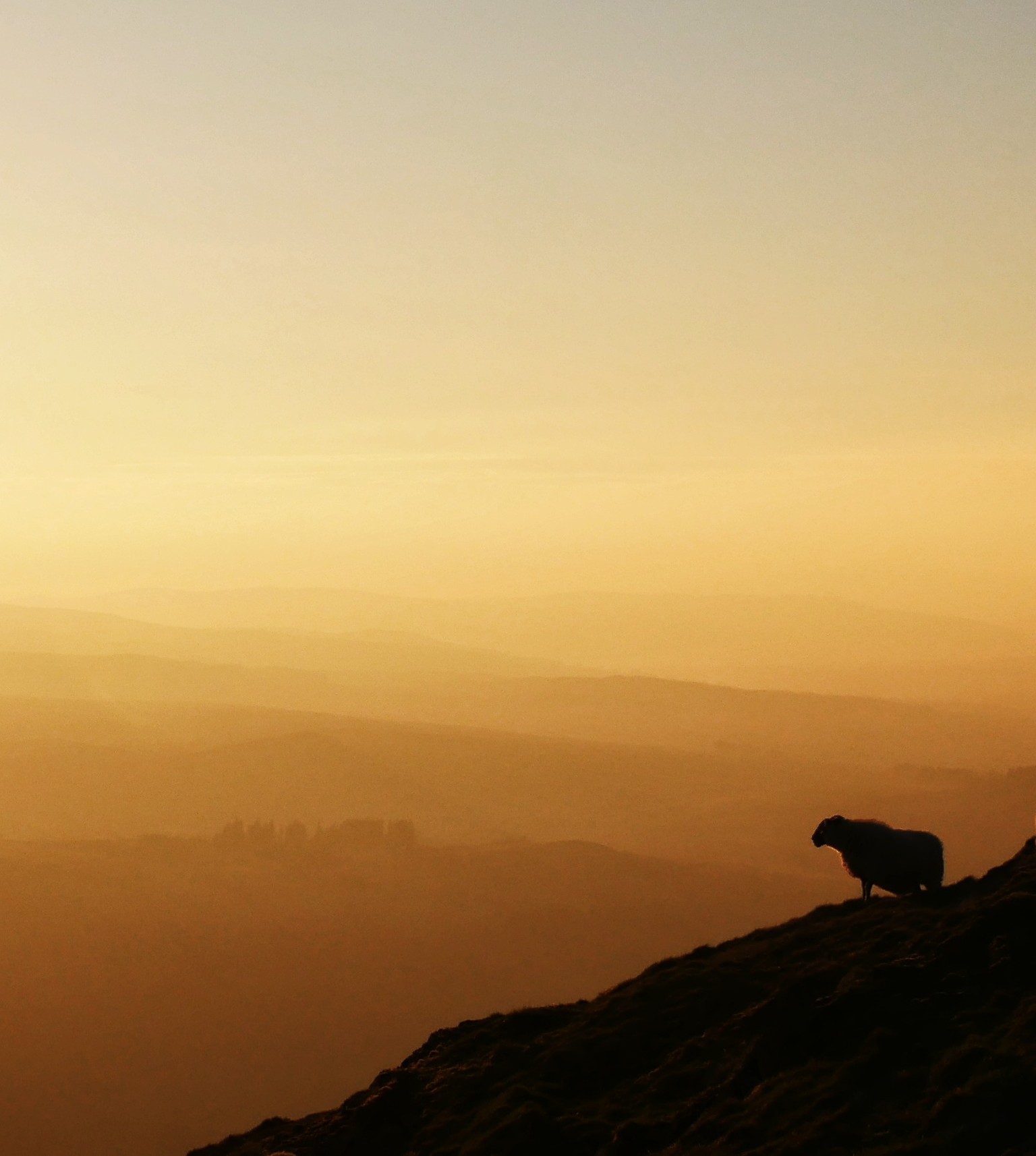 S2 Dumgoyne sunset sheep