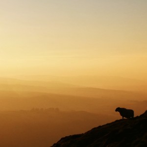 S2 Dumgoyne sunset sheep