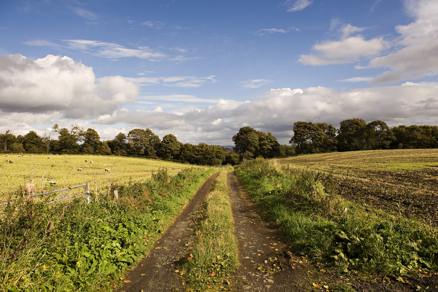 S7 track fields