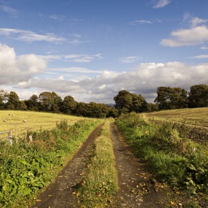 S7 track fields