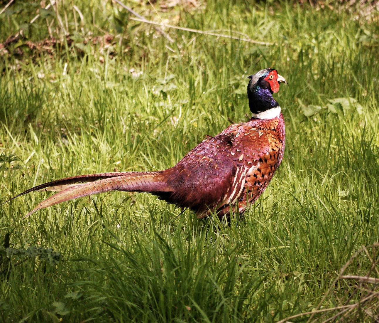 S7 pheasant