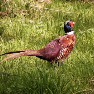 S7 pheasant